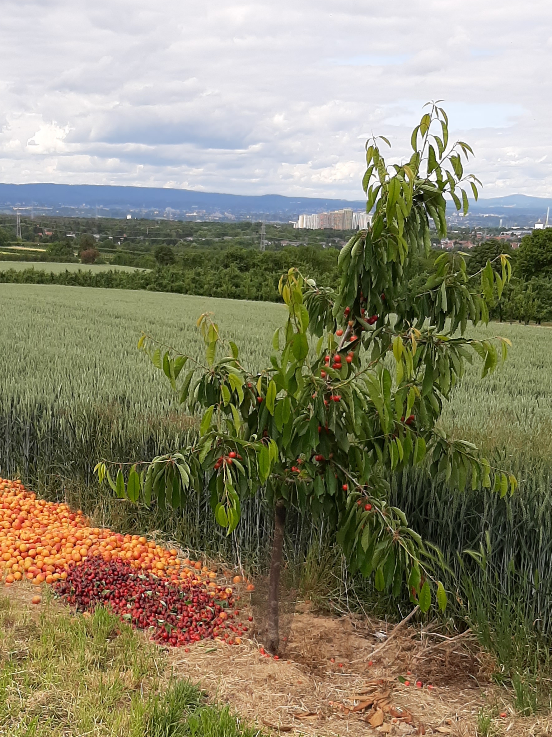Mainz Suche - Zu finden unter: Coaching / Experten / Dienstleistung - Mainz Finthen - Energiewelt24
